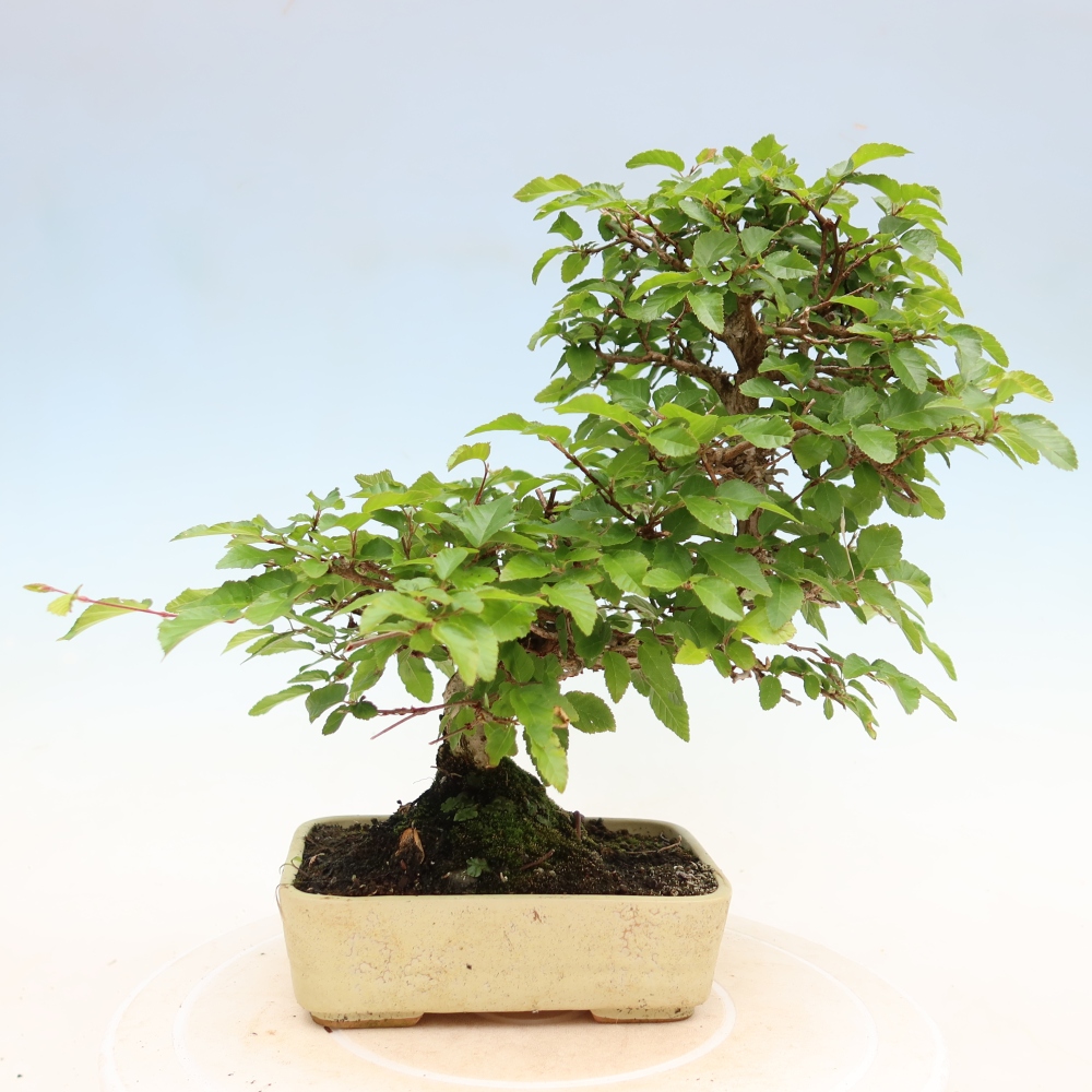 Outdoor bonsai - Carpinus coreana - grab koreański