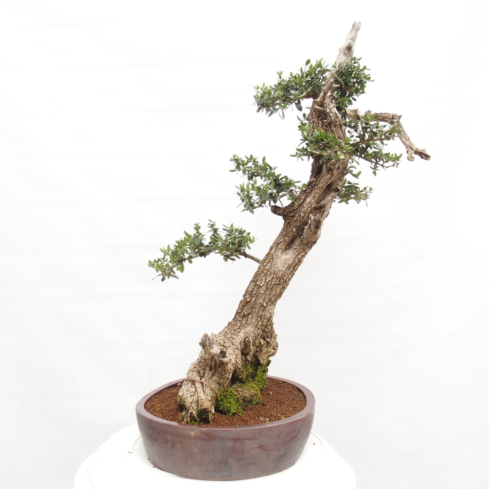 Kryte bonsai - Olea europaea sylvestris - Europejska oliwa z małych liści