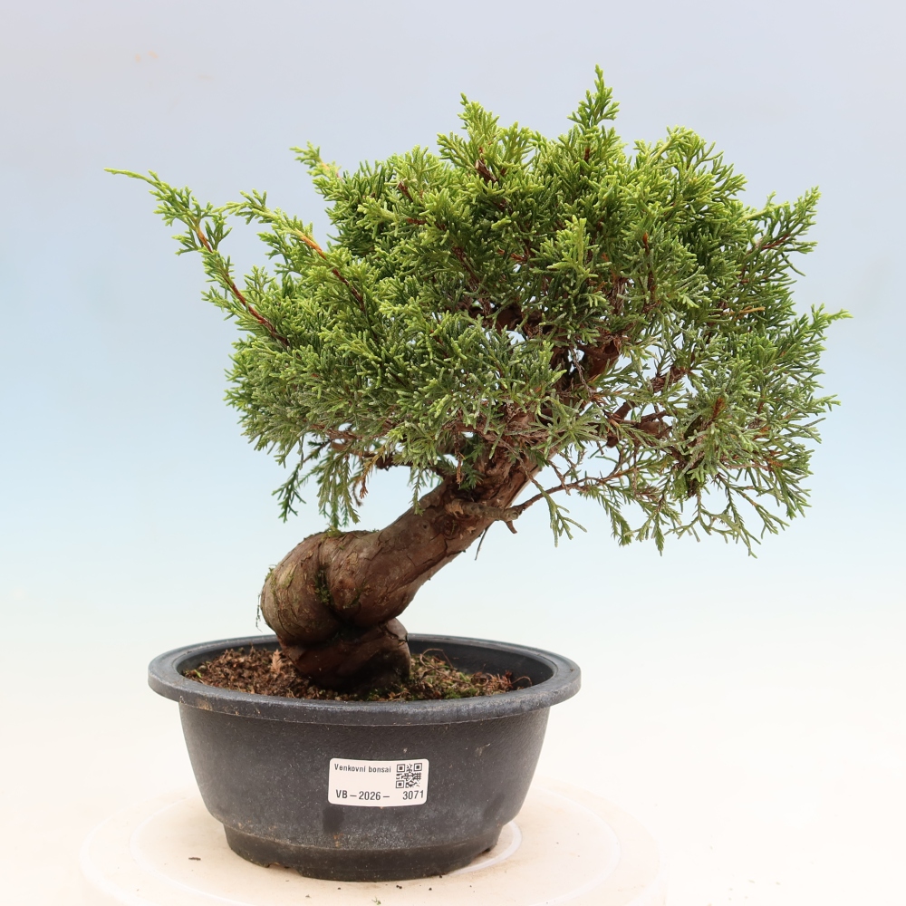 Bonsai ogrodowe – Juniperus chinensis Itoigawa – jałowiec chiński