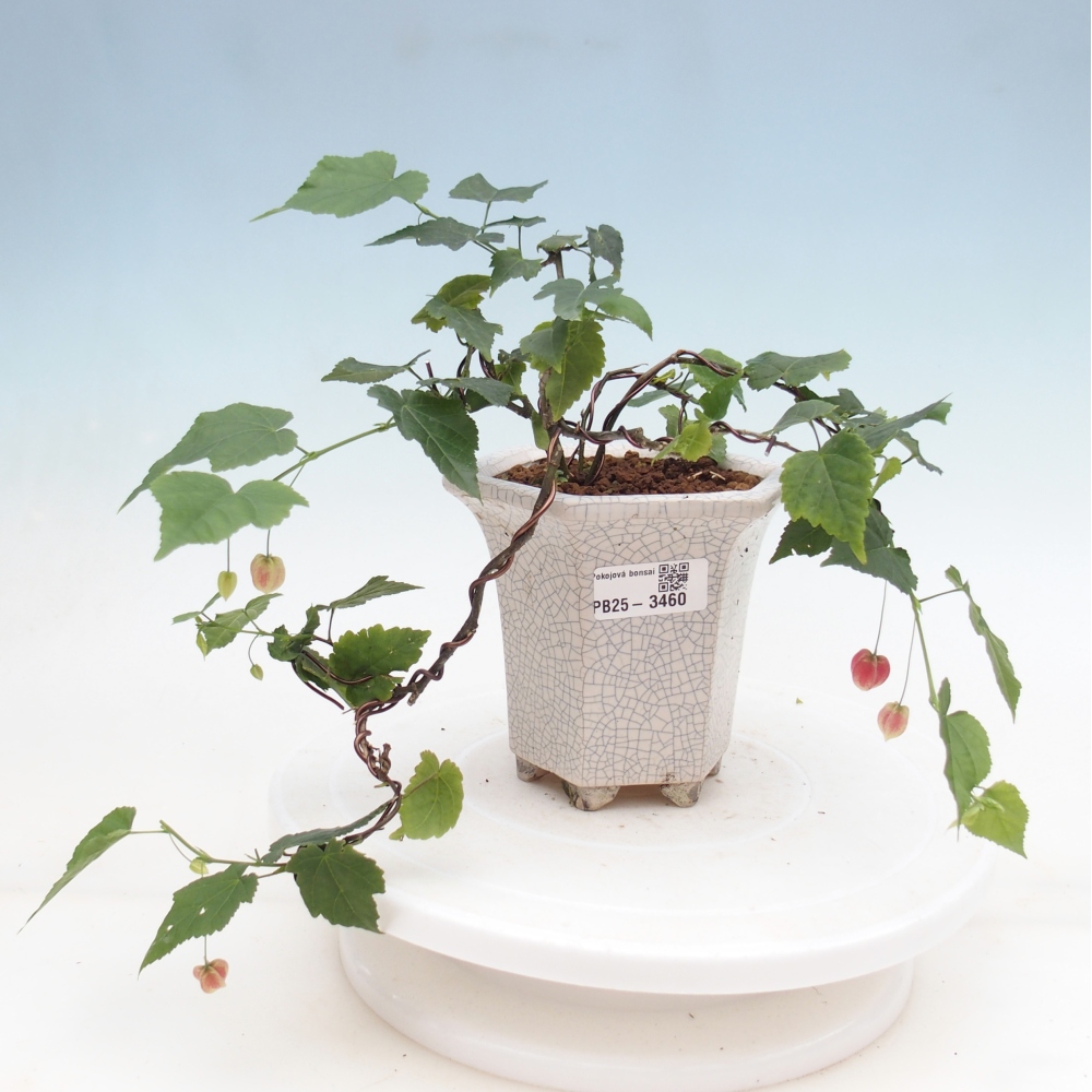 Bonsai domowe - Abutilon Big Bell - Cloudberry