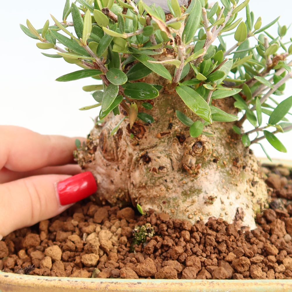Bonsai do wnętrz - Olea europaea sylvestris