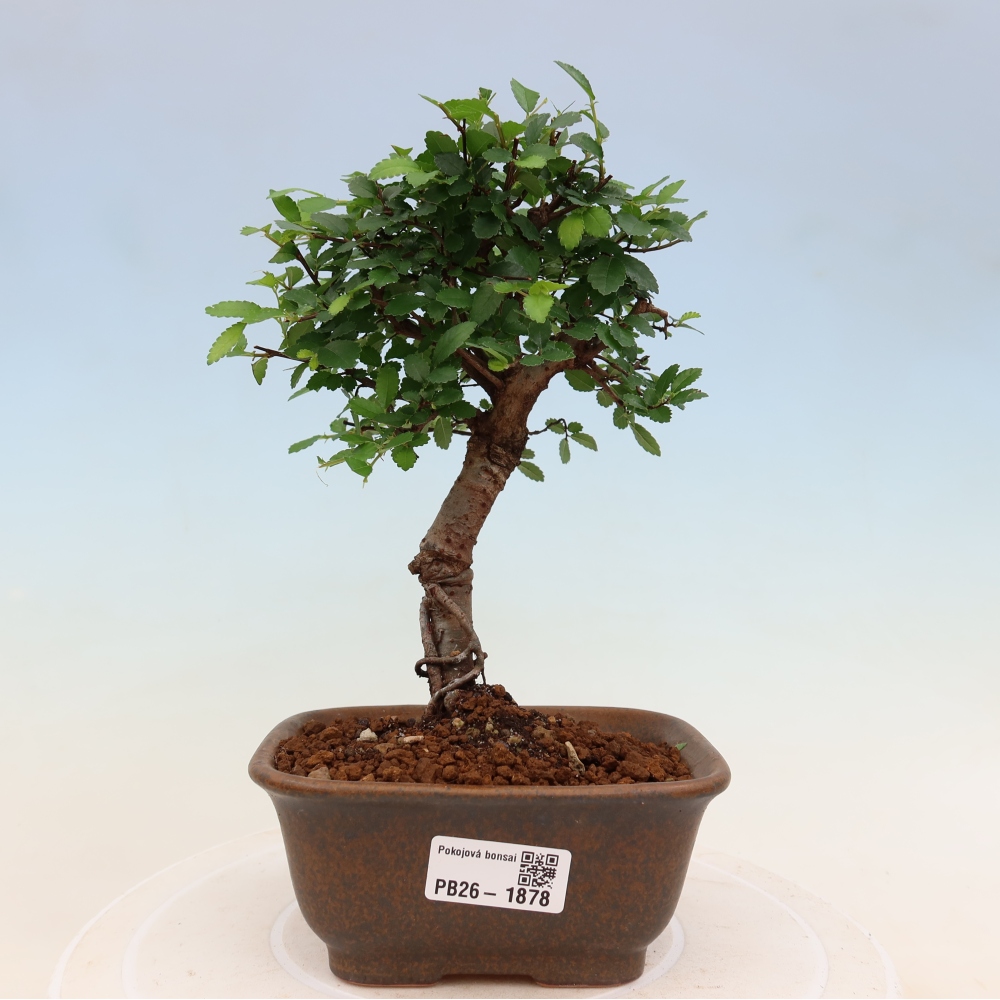 Pokój bonsai - Ulmus parvifolia - Wiąz drobnolistny