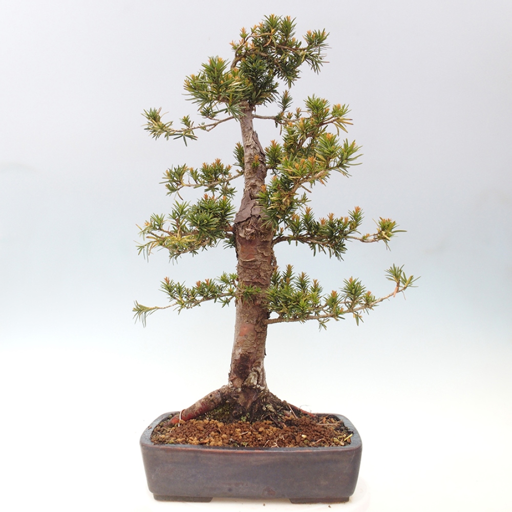 Bonsai na zewnątrz - Taxus cuspidata - cis japoński