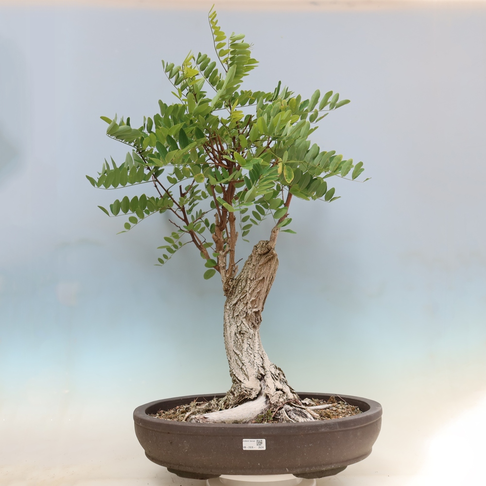 Bonsai ogrodowe – Trnovník  Akacja – Robinia pseudoacacia