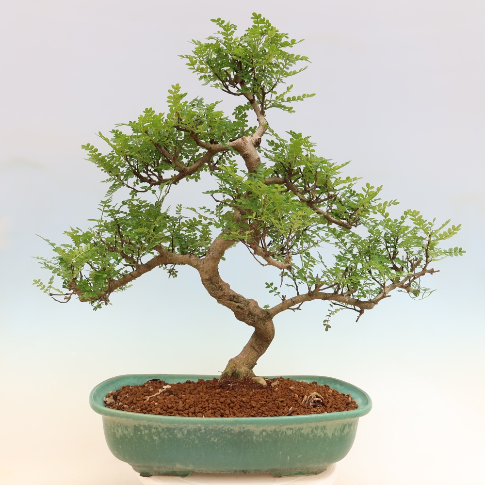 Pokój bonsai - Zantoxylum piperitum - drzewo pieprzowe