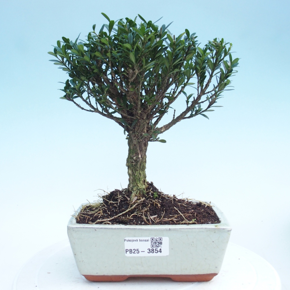 Pokój bonsai - Buxus harlandii - buxus korkowy