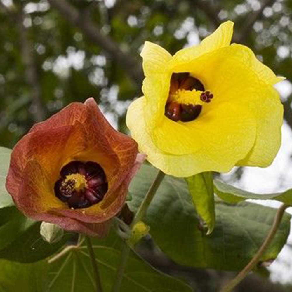 Bonsai domowe - Hibiscus tiliaceus - Hibiskus morski