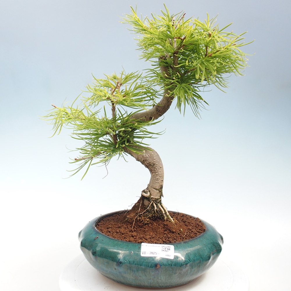 Outdoor bonsai - Dandelion - Pseudolarix amabis