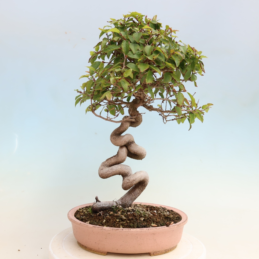 Outdoor bonsai - Carpinus CARPINOIDES - grab koreański