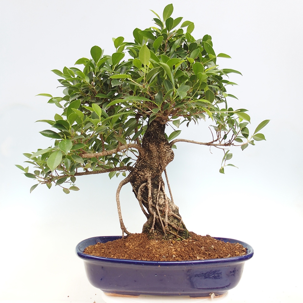 Bonsai pokojowe - Ficus kimmen - figowiec drobnolistny - WYŁĄCZNIE ODBIÓR OSOBISTY lub transport paletowy