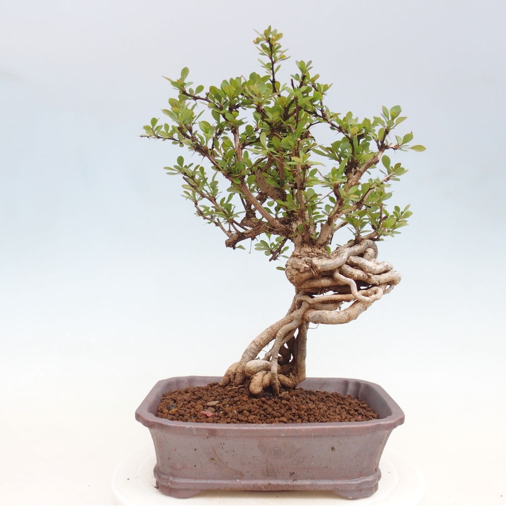 Bonsai zewnętrzne - Berberis coreana