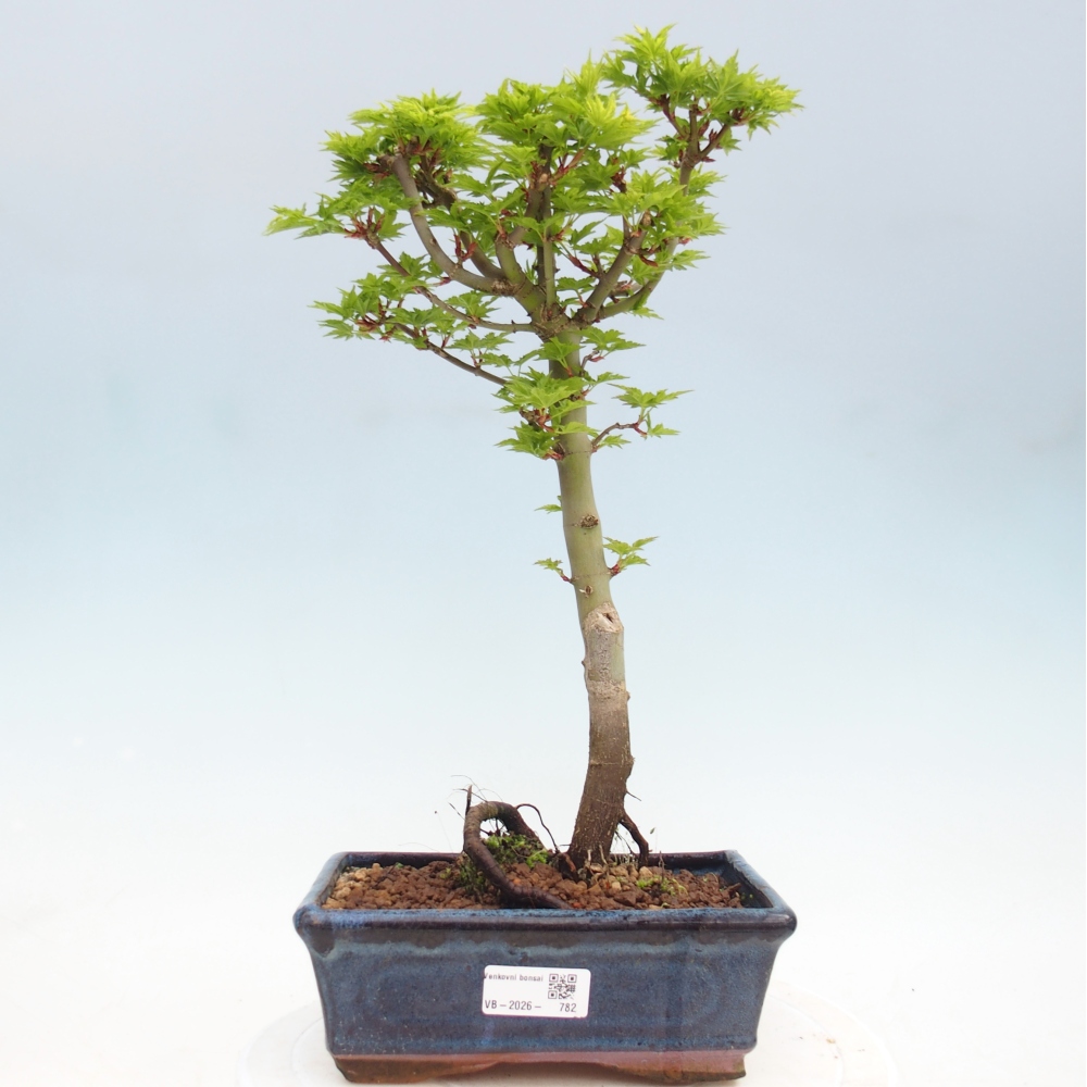 Outdoor bonsai - palma jaworowa Acer palmatum Shishigashira