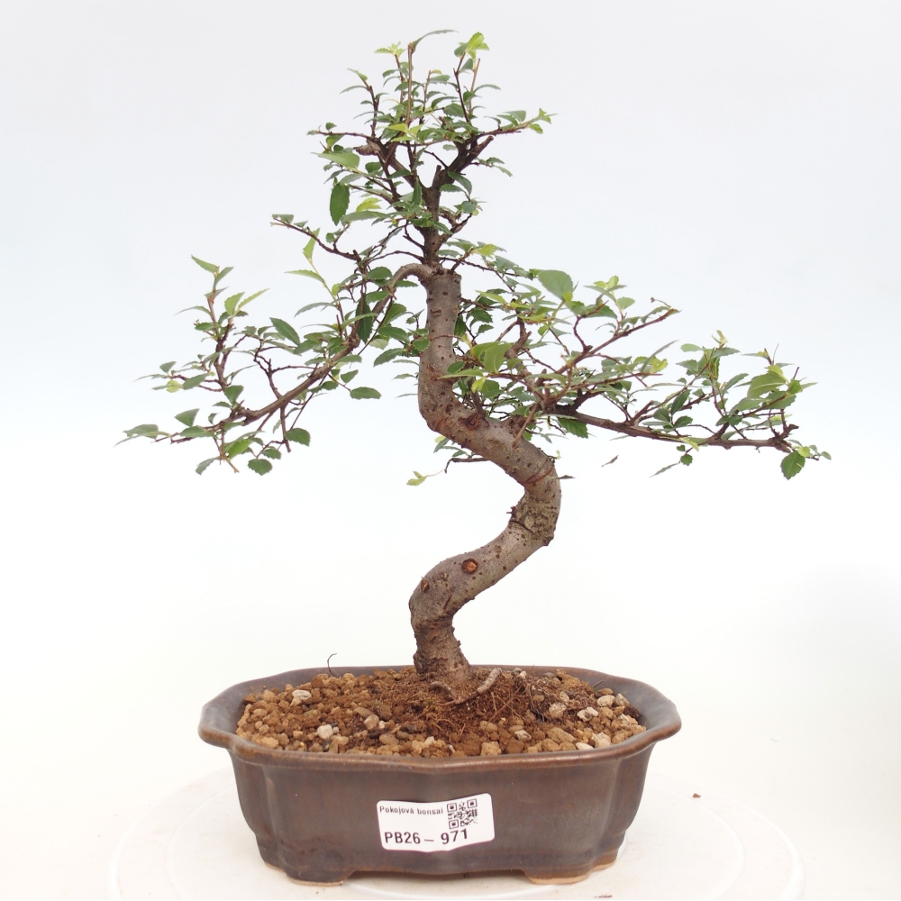 Pokój bonsai - Ulmus parvifolia - Wiąz drobnolistny