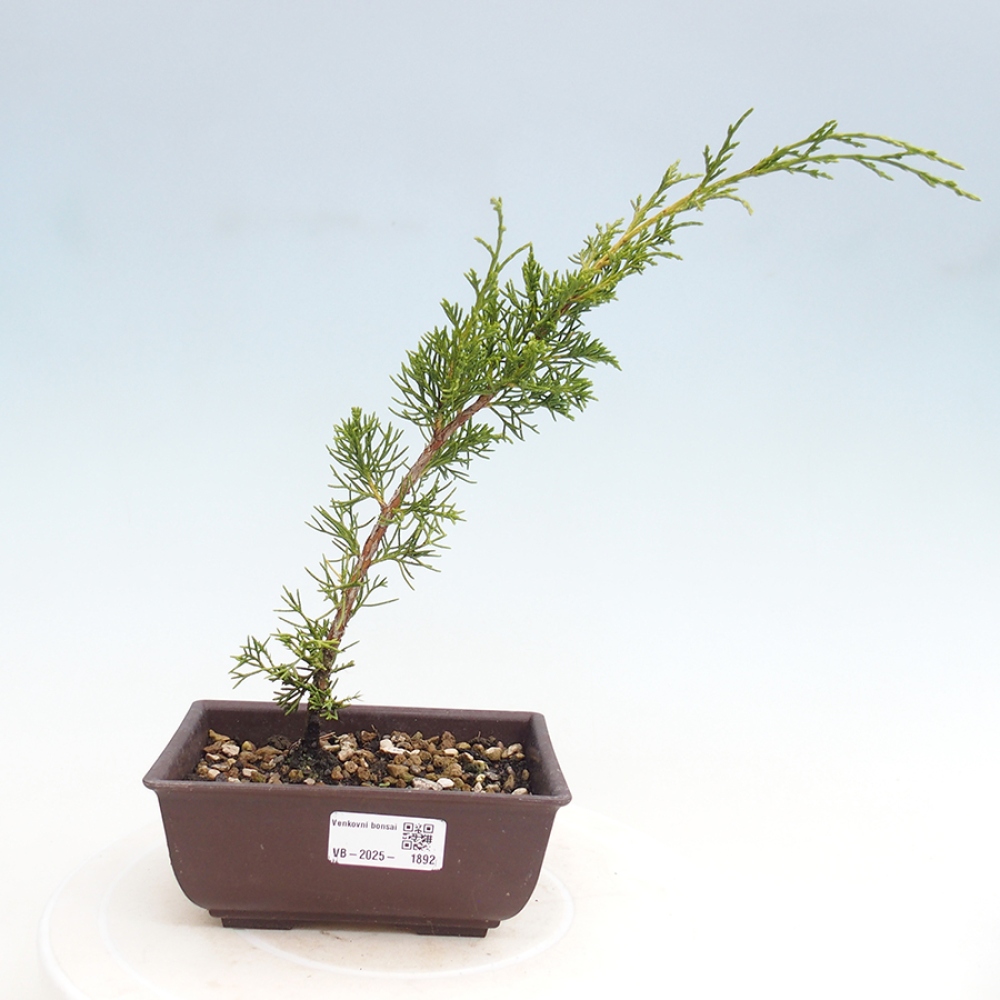 Outdoor bonsai - Juniperus chinensis Itoigawa - Jałowiec chiński