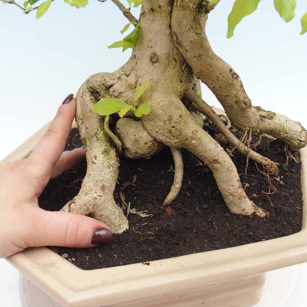 Bonsai pokojowe - Duranta erecta Aurea - WYŁĄCZNIE ODBIÓR OSOBISTY lub transport paletowy