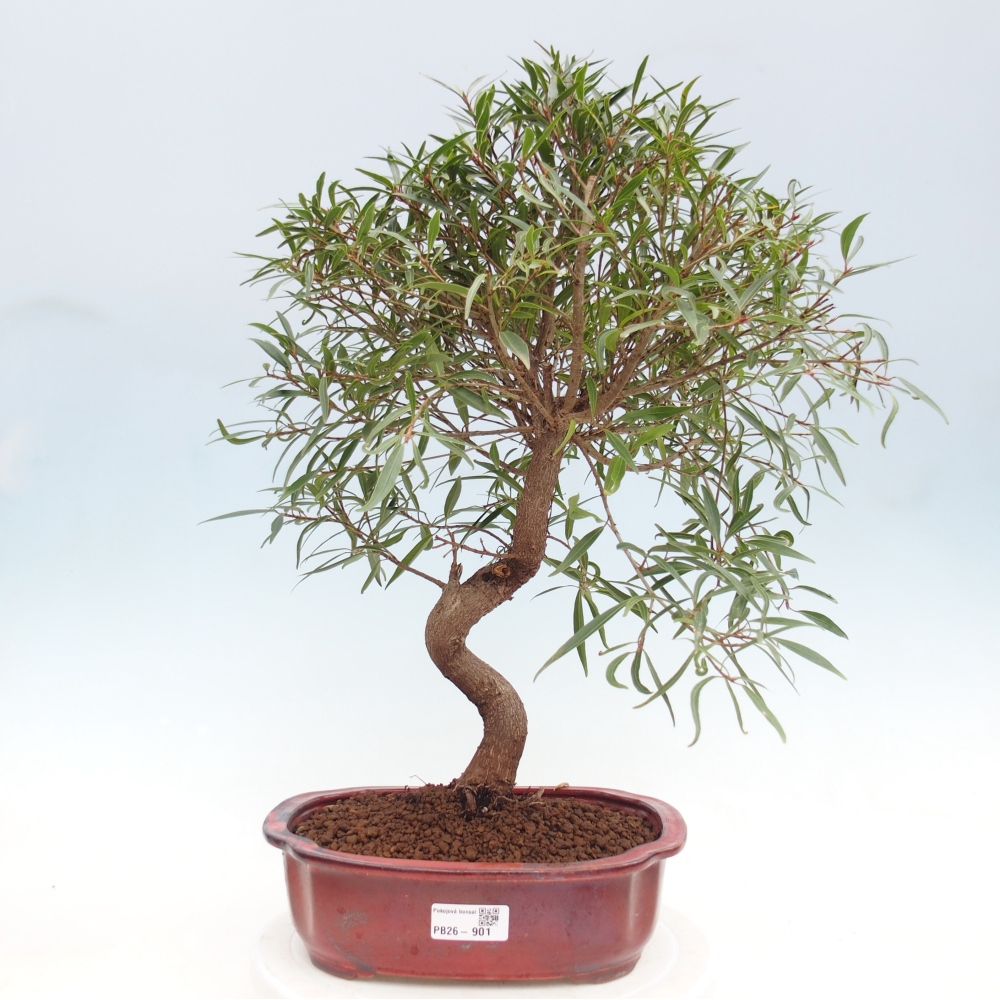 Pokój bonsai - Ficus nerifolia - figowiec drobnolistny
