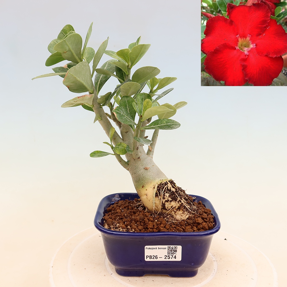 Bonsai pokojowe – Adenium obesum Red Star – Róża pustynna