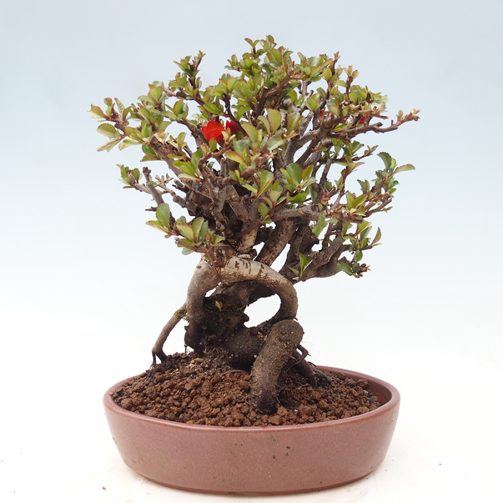 Bonsai zewnętrzne - Chaneomeles speciosa - Pigwa