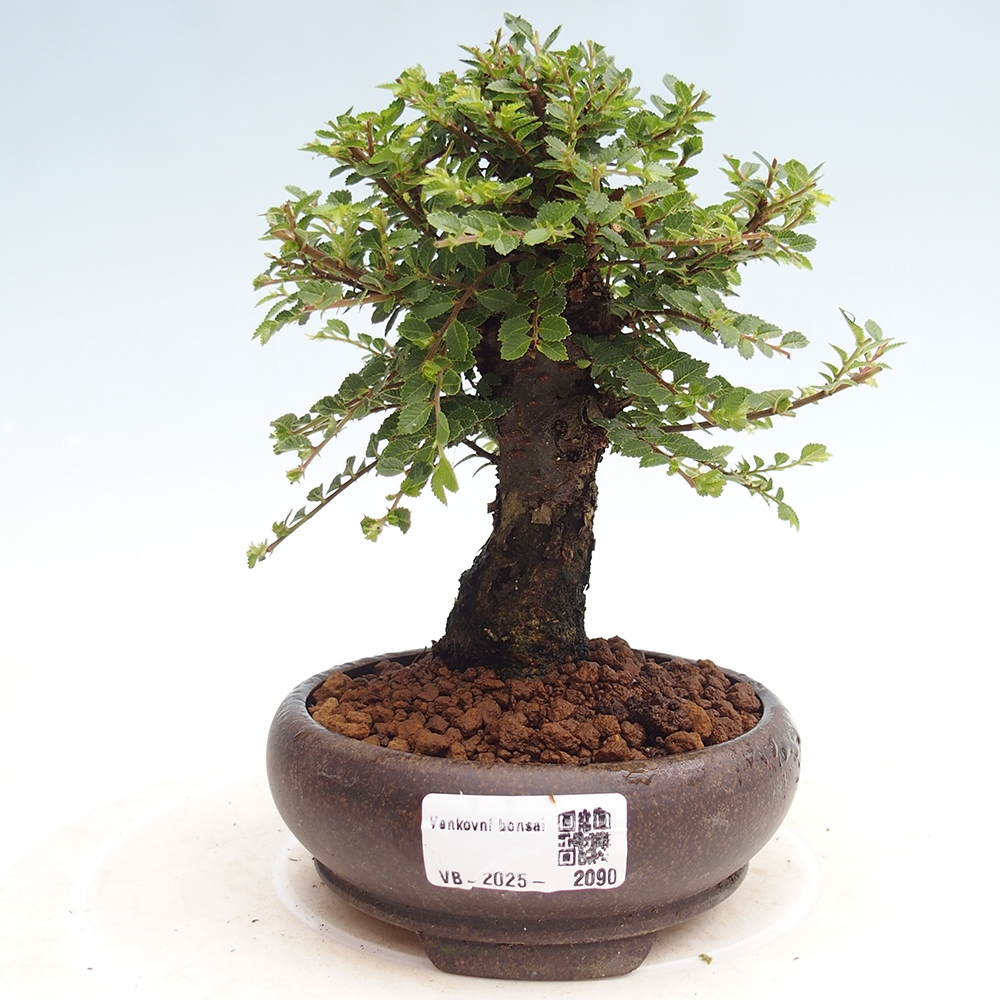 Bonsai zewnętrzne - Ulmus parvifolia Hokkaido - wiąz chiński