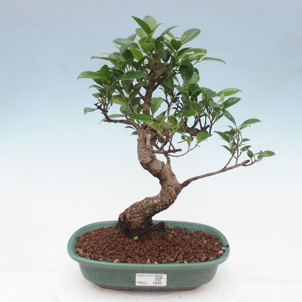 Kryty bonsai - Ficus retusa - figowiec drobnolistny