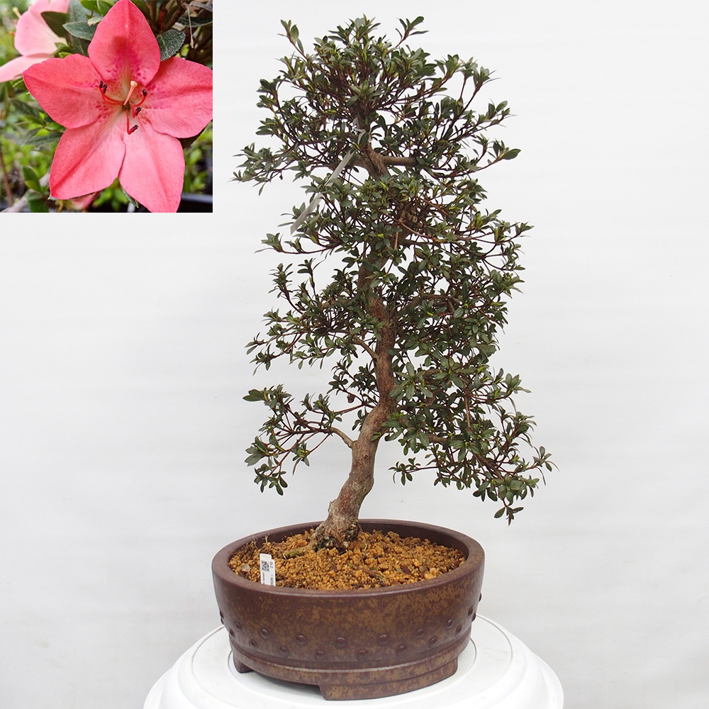 Bonsai zewnętrzne - Azalia japońska - Azalia Akari