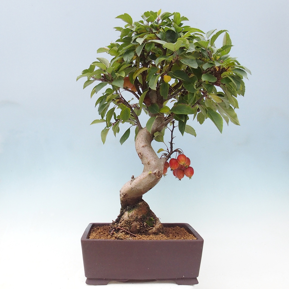 Bonsai plenerowe - Malus Halliana - Jabłoń drobnoowocowa