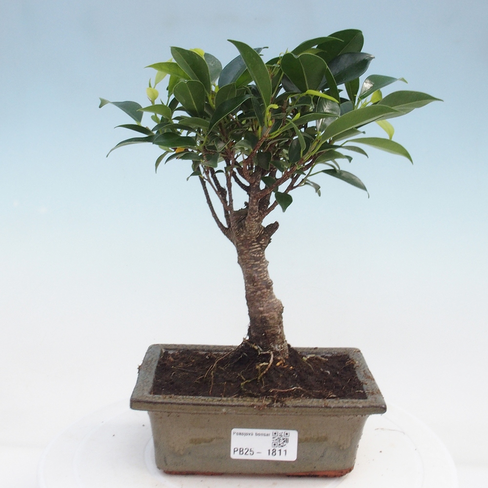 Bonsai wewnętrzne - Ficus retusa - figowiec drobnolistny