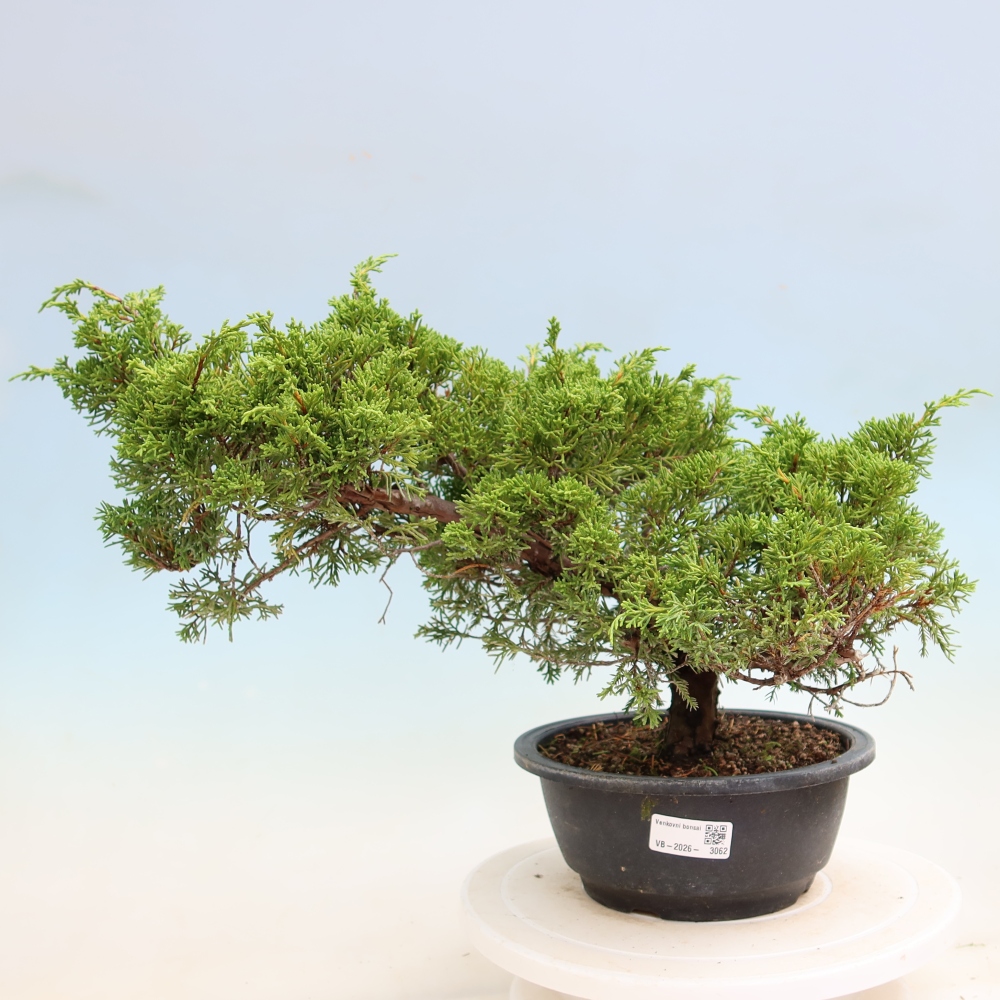 Bonsai ogrodowe – Juniperus chinensis Itoigawa – jałowiec chiński