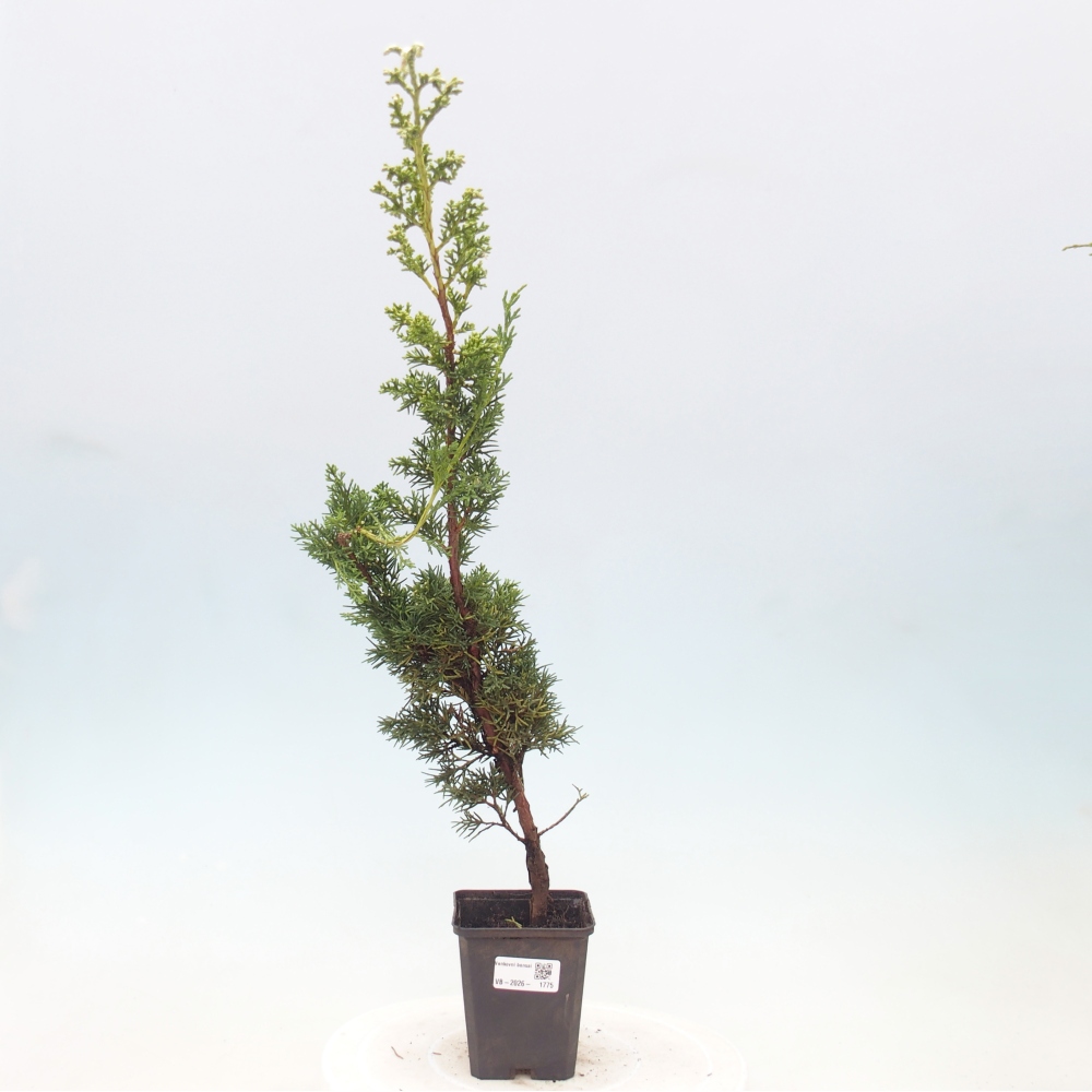 Outdoor bonsai - Juniperus chinensis Kishu