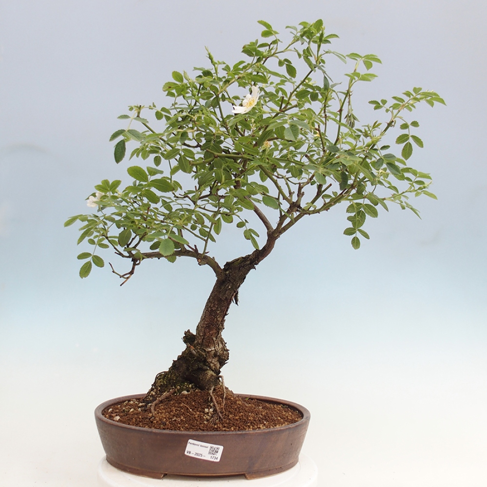 Bonsai na zewnątrz - Rosa Kordes - róża 