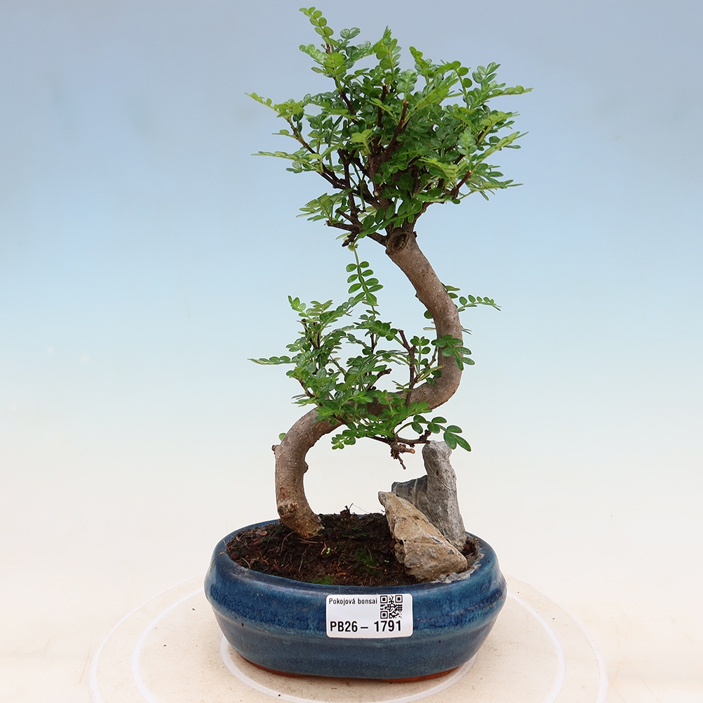 Pokój bonsai - Zantoxylum piperitum - drzewo pieprzowe