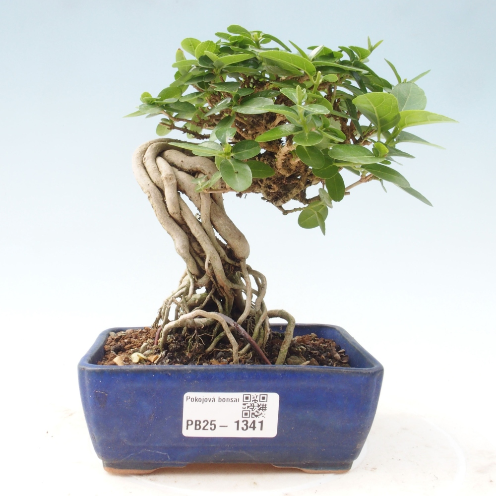 Bonsai wewnętrzne - Premna serratifolia - Kozlovon drobnolistny