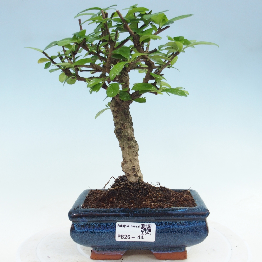 Bonsai pokojowe - Carmona macrophylla - Tea fuki