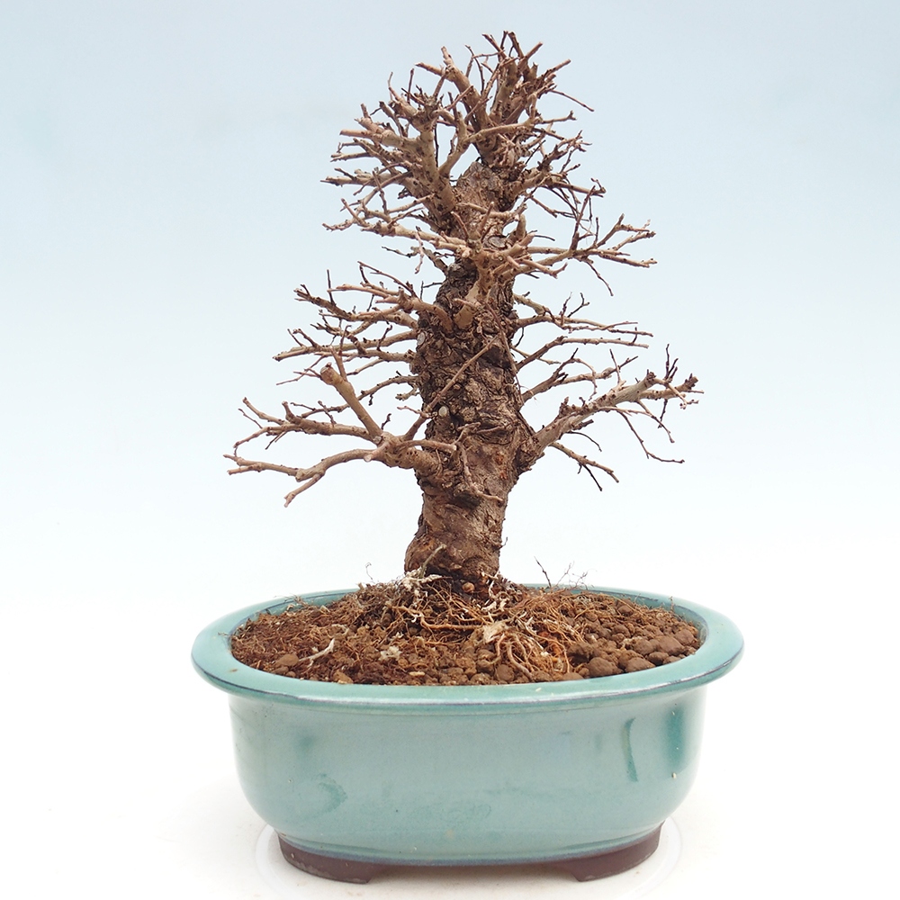 Bonsai zewnętrzne - Zelkova - Zelkova NIRE