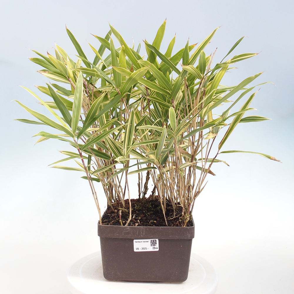 Bonsai zewnętrzne - Sasaella masamuneana Albostriata - Bambus