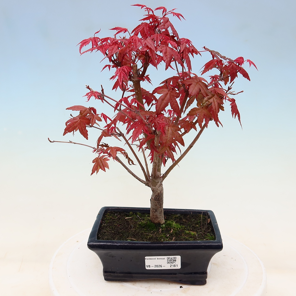 Outdoor bonsai - Acer palmatum DESHOJO