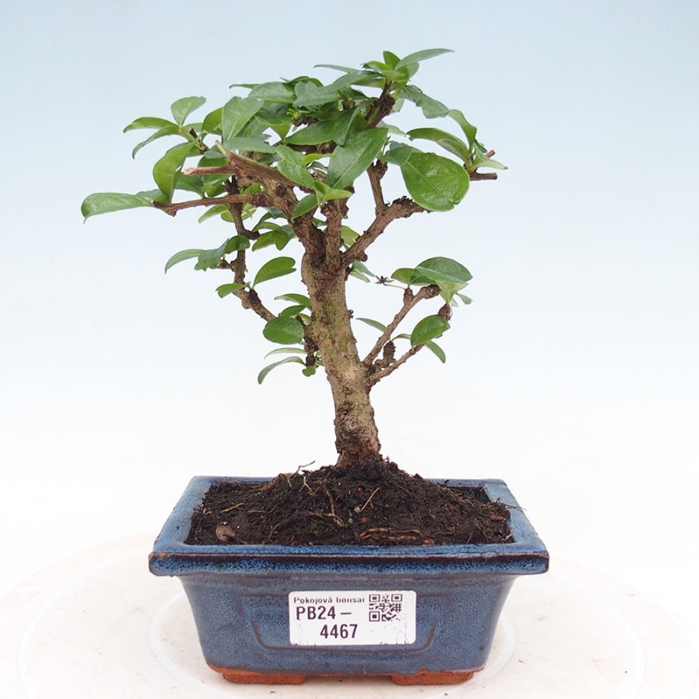 Bonsai wewnętrzne - Carmona makrophylla - Herbata Fuki