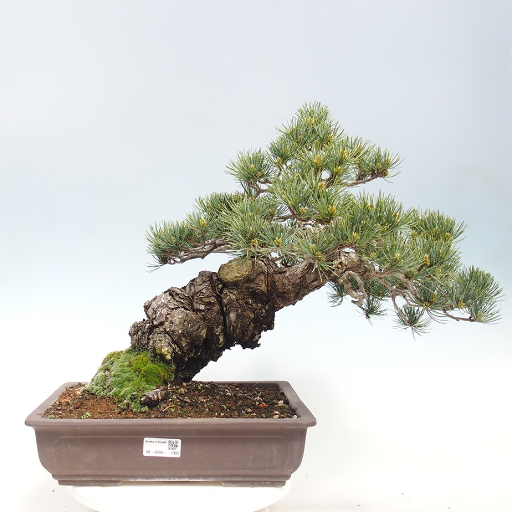 Outdoor bonsai - Pinus parviflora - Pinus parviflora