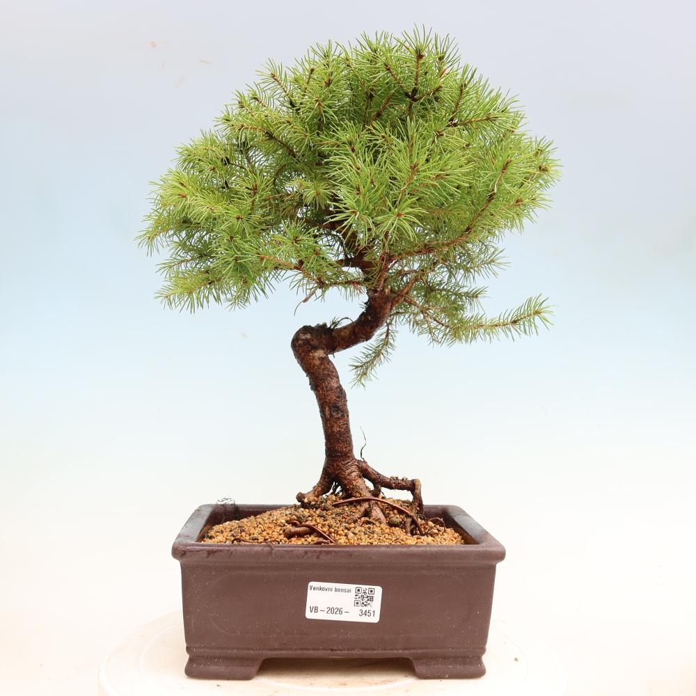 Bonsai ogrodowe – Świerk szary – Picea glauca globe