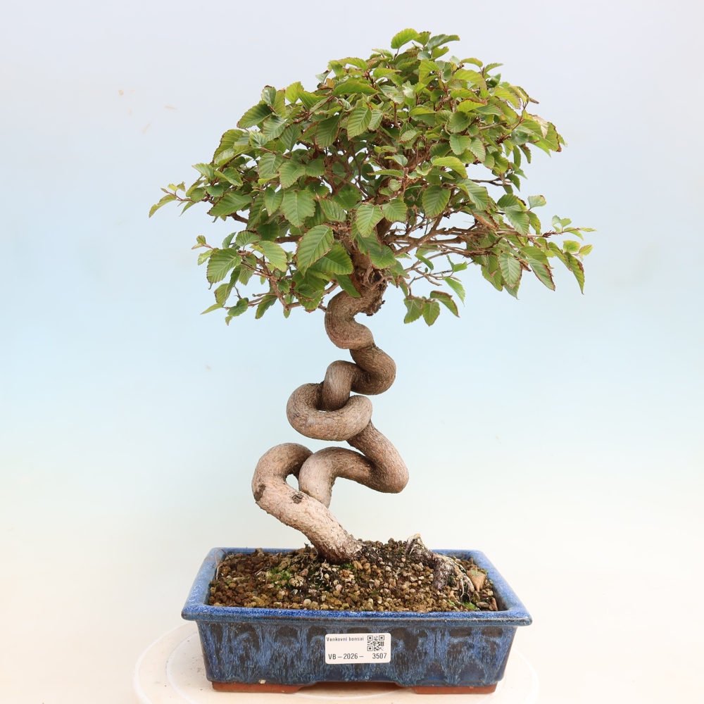 Outdoor bonsai - Carpinus CARPINOIDES - grab koreański