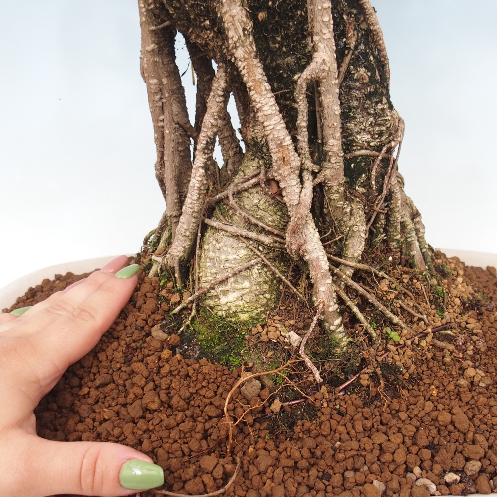 Bonsai pokojowe - Ficus kimmen - figowiec drobnolistny - WYŁĄCZNIE ODBIÓR OSOBISTY lub transport paletowy