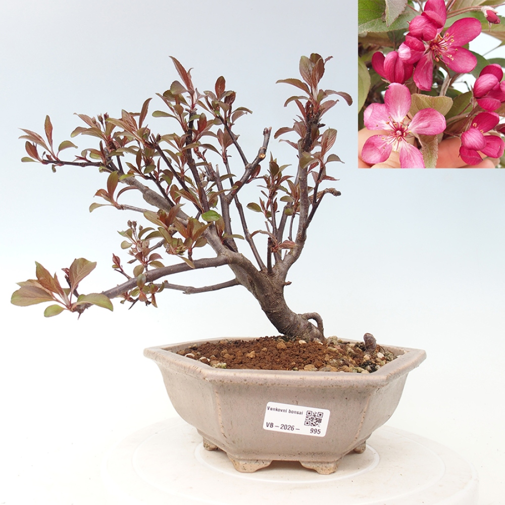 Outdoor bonsai - Malus domestica - Jabłoń czerwonolistna o małych owocach