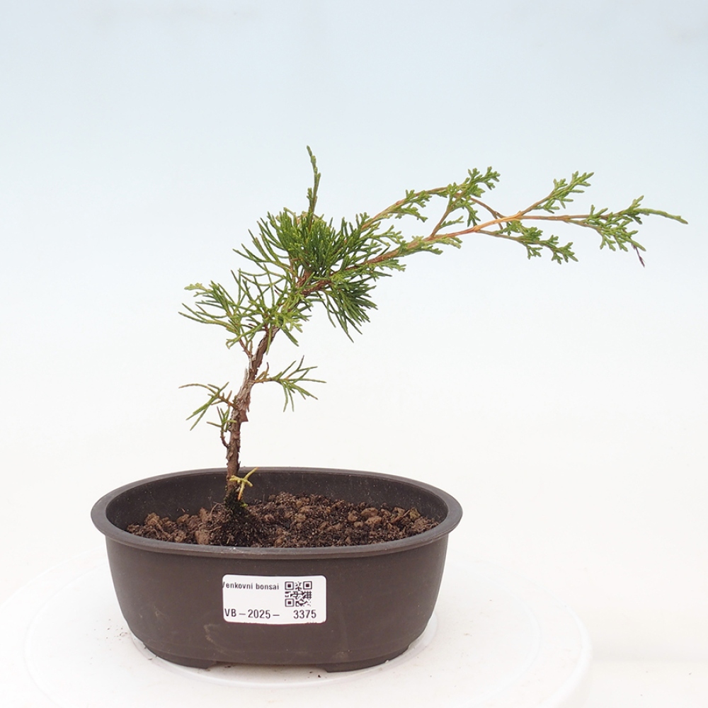 Outdoor bonsai - Juniperus chinensis Itoigawa - Jałowiec chiński