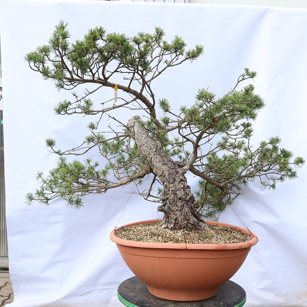 Pinus sylvestris Hiszpania – sosna zwyczajna