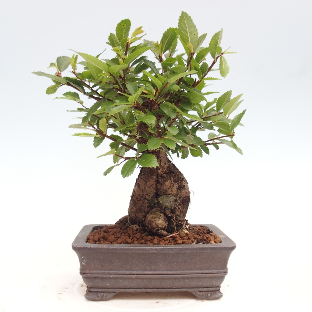 Outdoor bonsai - Zelkova - Zelkova NIRE