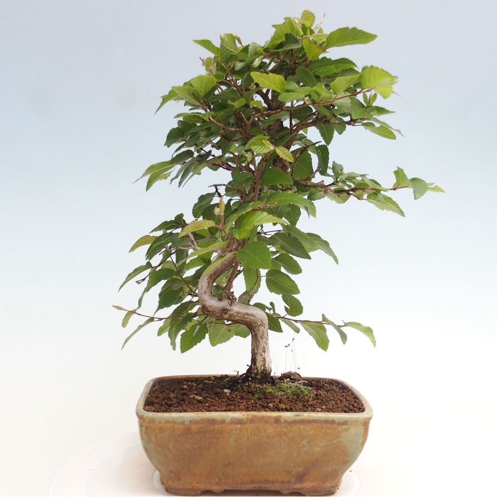 Bonsai zewnętrzne -Carpinus CARPINOIDES - grab koreański