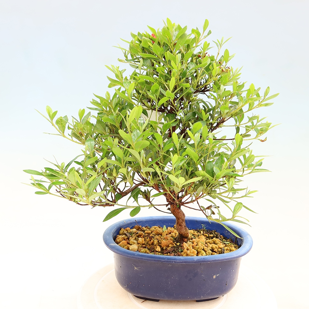 Bonsai zewnętrzne - Azalia japońska - Azalia Matsunami