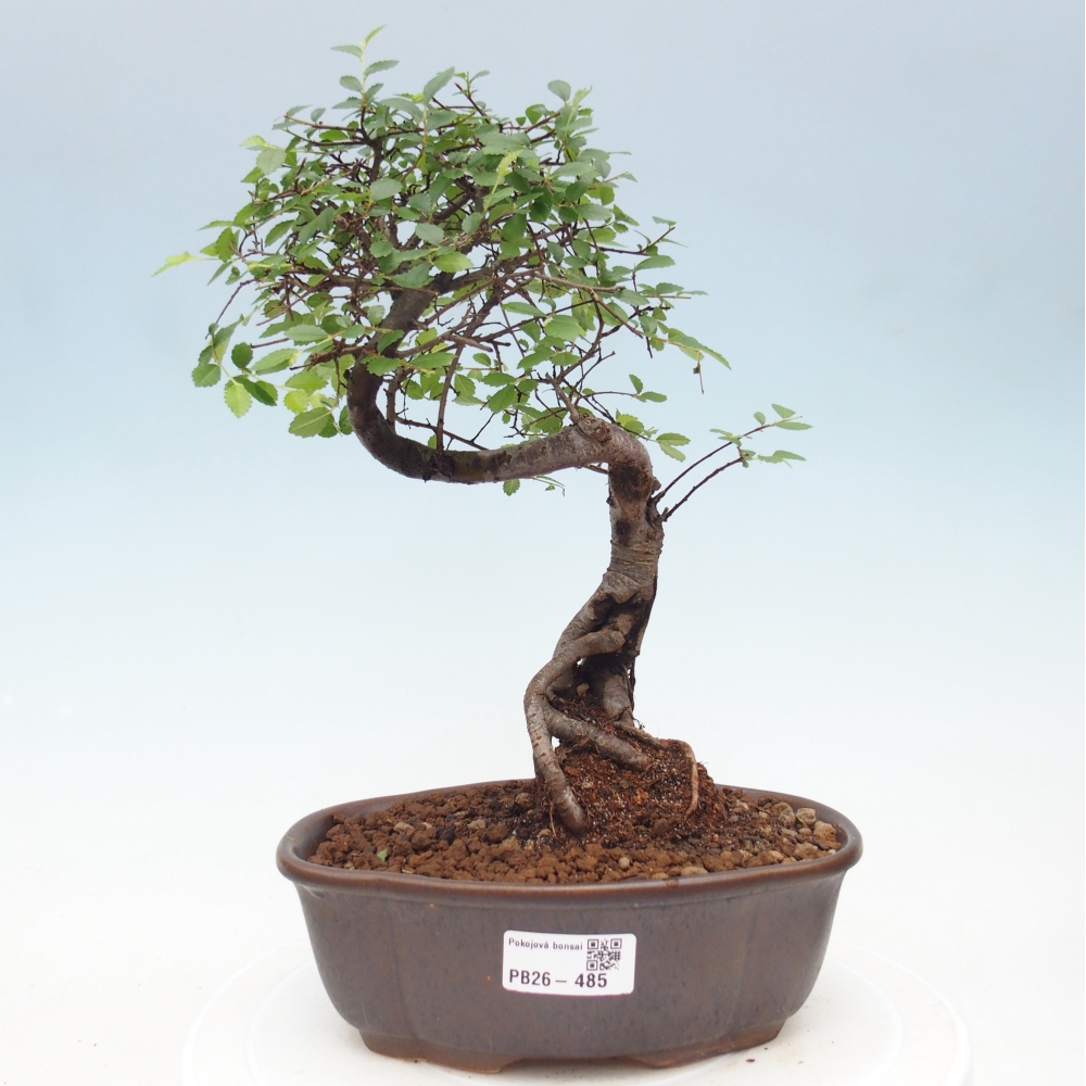 Pokój bonsai - Ulmus parvifolia - Wiąz drobnolistny