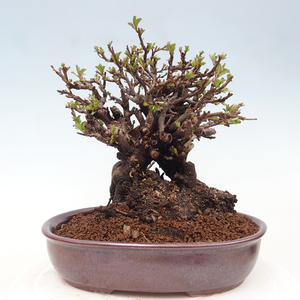 Bonsai zewnętrzne - Chaneomeles speciosa - Pigwa