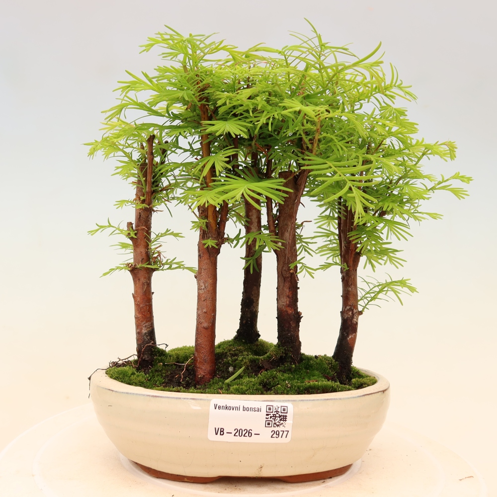 Bonsai ogrodowe – Metasequoia glyptostroboides – metasekwoja chińska – zagajnik